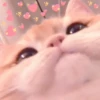 MIAW NA JI 26