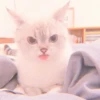MIAW NA JI 27
