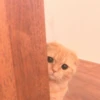 MIAW NA JI 28