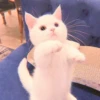 MIAW NA JI 29