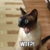 WWTF?!