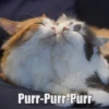 Purr-Purr-Purr