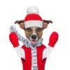 MICTEP DOG 25