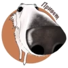 Dogs_rule_world 5