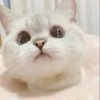 Hitalo's Cats Pack 6