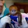 macaquinhos fofinhos 5