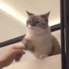Funny Animals 2 6