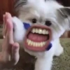 Funny Animals 2 7