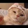 Hitalo's Cats Pack 9