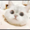 Hitalo's Cats Pack 10
