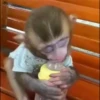 macaquinhos fofinhos 7