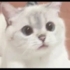 Hitalo's Cats Pack 11