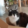 Katzen Pets 5