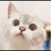 Hitalo's Cats Pack 13