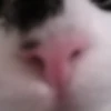 Katzen Pets 6