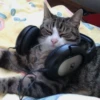 Katzen Pets 7