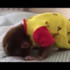 macaquinhos fofinhos 9