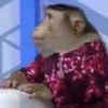 macaquinhos fofinhos 10