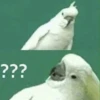 Funny Animals 2 11