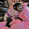 macaquinhos fofinhos 12
