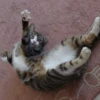 Katzen Pets 8