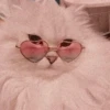 Meoww Pecc 10