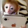 macaquinhos fofinhos 15