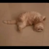 Hitalo's Cats Pack 14