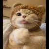 Hitalo's Cats Pack 15