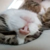 Katzen Pets 9