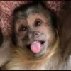 macaquinhos fofinhos 16