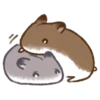 Hamster 12