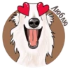 Dogs_rule_world 15