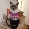 Katzen Pets 12