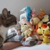 Katzen Pets 13