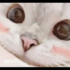 Hitalo's Cats Pack 19