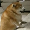 Funny Animals 2 16