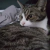 Katzen Pets 14