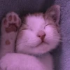 Meoww Pecc 14