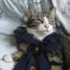 Katzen Pets 15