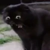 Funny Animals 2 18