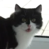 Katzen Pets 16