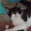Katzen Pets 17