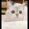 Hitalo's Cats Pack 20
