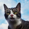 Katzen Pets 18