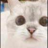 Hitalo's Cats Pack 21