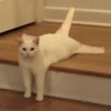 Funny Animals 2 20