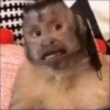 macaquinhos fofinhos 18