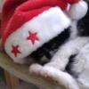 Katzen Pets 19
