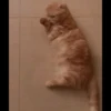 Hitalo's Cats Pack 22
